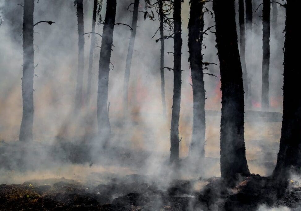 Photo by Joanne Francis silhouette of trees on smoke covered forest
