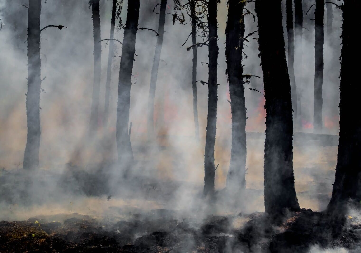 silhouette of trees on smoke covered forest